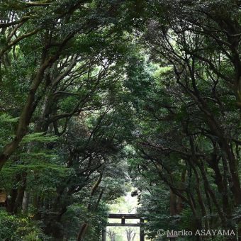 Meiji Jingu Forest Festival of Art Symposium: “One Hundred Year Forest, and Art”
